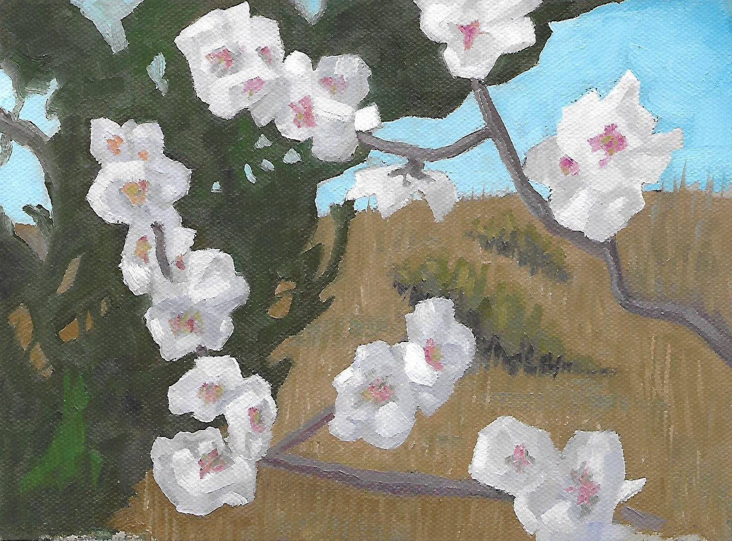Almond Blossoms Plein Air