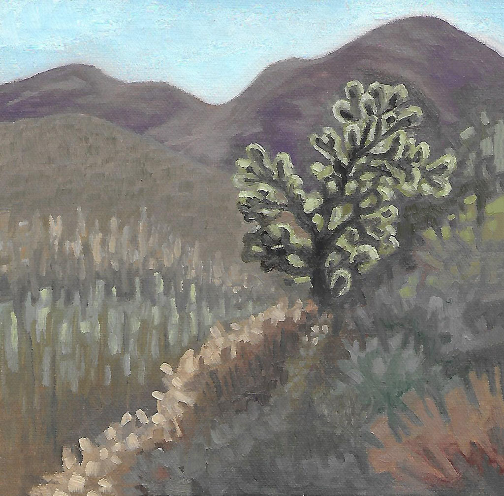 Cholla in the Sunshine