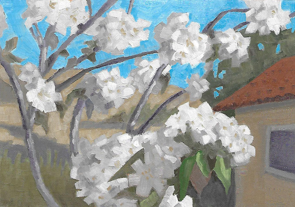 Pear Blossoms